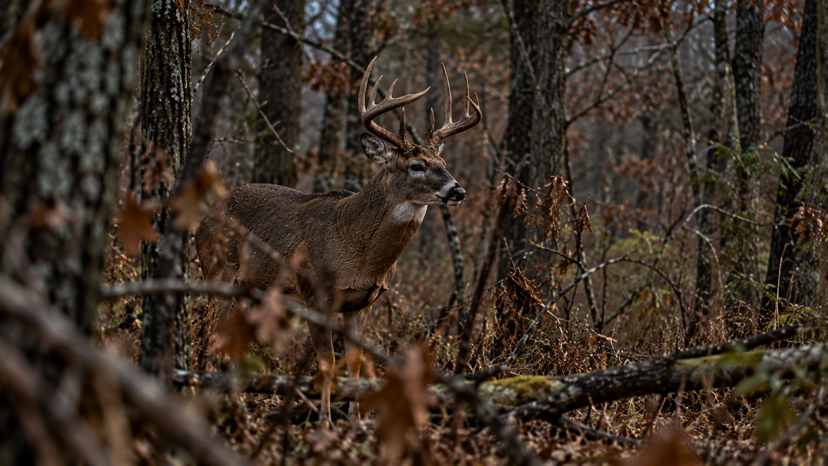 Whitetail