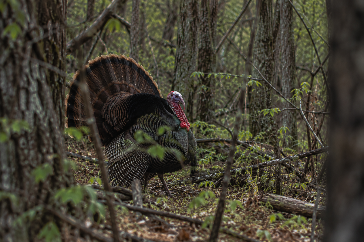 Turkey